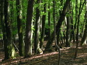 A deciduous beech forest in Slovenia.